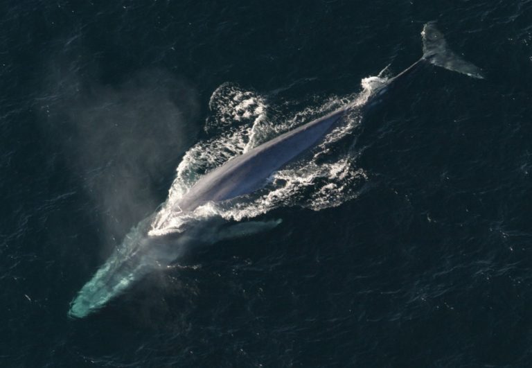 blue-whale